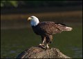_0SB0463 american bald eagle